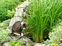 Mietzekatze am Teich